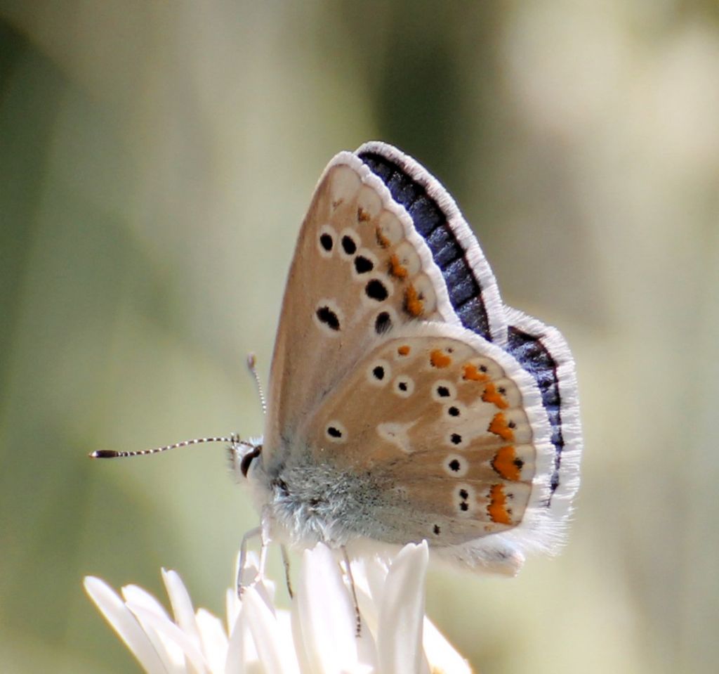 Polyommatus dorylas? S